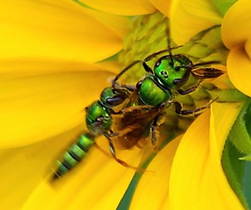 Green Metallic Bees Green Metallic Bees