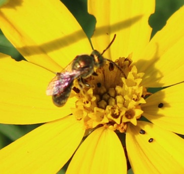 Golden Green Metallic Bee Golden Green Metallic Bee