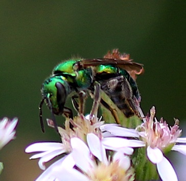 Green Metallic Bee Green Metallic Bee