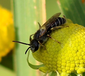 Small Resin Bee Small Resin Bee