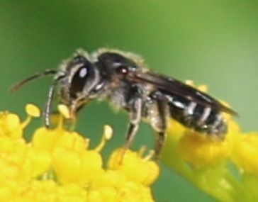 Ligated Furrow Bee
Halictus ligatus Ligated Furrow Bee
Halictus ligatus