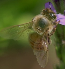 Western Honey Bee (ISU) Western Honey Bee (ISU)