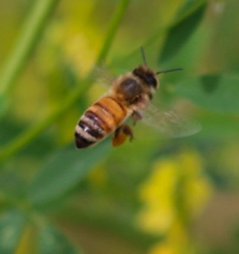 Honey Bee
Apis mellifera (U of IL) Honey Bee
Apis mellifera (U of IL)