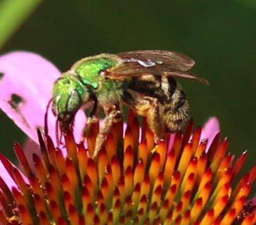 Striped Green Metallic Bee
Agapostemon virescent Striped Green Metallic Bee
Agapostemon virescent