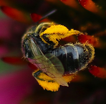 Orange-tipped Wooddigger
Anthophora terminalis Orange-tipped Wooddigger
Anthophora terminalis