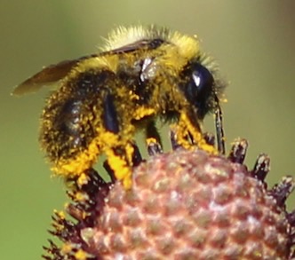 Andrena? Andrena?
