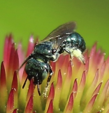 Small Carpenter Bee
Ceratina spp. Small Carpenter Bee
Ceratina spp.