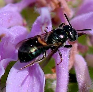 Small Carpenter Bee
Ceratina spp. Small Carpenter Bee
Ceratina spp.