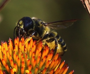 Parallel Leafcutter Bee
Megachile parallela Parallel Leafcutter Bee
Megachile parallela
