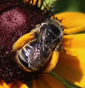 Eastern Long-horned Bee
Melissodes deaticulata Eastern Long-horned Bee
Melissodes deaticulata