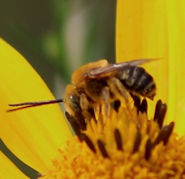 Agile Long-horned Bee
Melissodes agilis Agile Long-horned Bee
Melissodes agilis