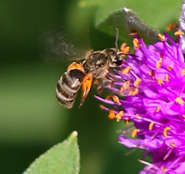 Ligated Furrow Bee
Halictus ligatus Ligated Furrow Bee
Halictus ligatus
