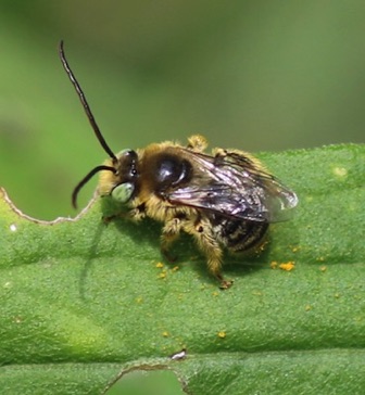 Long-horned Bee (male) Long-horned Bee (male)