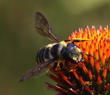 Flat-tailed Leaf-cutter Bee
Megachile mendica Flat-tailed Leaf-cutter Bee
Megachile mendica