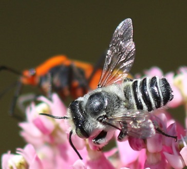 Flat-tailed Leaf-cutter Bee
Megachile mendica Flat-tailed Leaf-cutter Bee
Megachile mendica