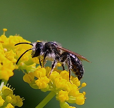 Slender-faced Masked Bee Slender-faced Masked Bee