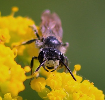 Slender-faced Masked Bee Slender-faced Masked Bee