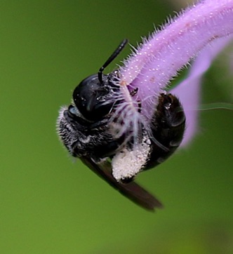 Miner Bee Miner Bee