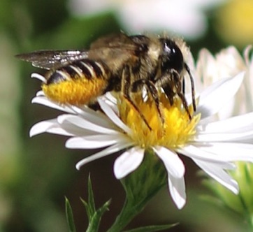 Friogiod Leaf-Cutter Bee
Megachile frigida Friogiod Leaf-Cutter Bee
Megachile frigida