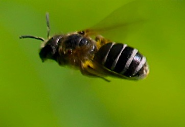 Leafcutting Bee Leafcutting Bee