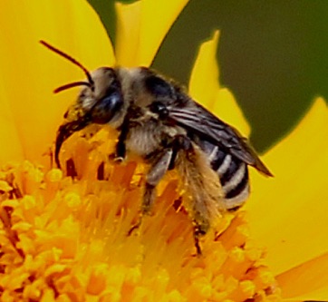 Frigid Leafcutter Bee Frigid Leafcutter Bee