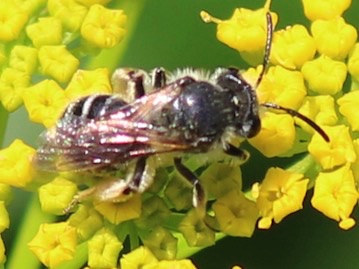 Cellophane Bee Cellophane Bee