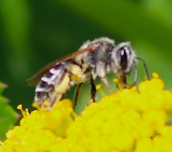 Cellophane Bee Cellophane Bee