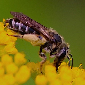 Ligated Furrow Bee
Halictus ligated Ligated Furrow Bee
Halictus ligated
