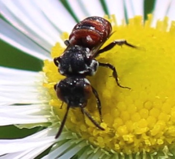 Cuckoo Bee
Holcopasitds calliopsidis Cuckoo Bee
Holcopasitds calliopsidis