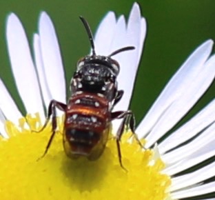 Cuckoo Bee
Holcopasitds calliopsidis Cuckoo Bee
Holcopasitds calliopsidis