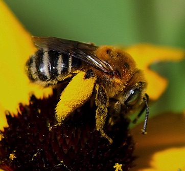 Brown-winged Long-horned Bee Brown-winged Long-horned Bee
