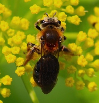 Andrena
Andrena nivalis Andrena
Andrena nivalis