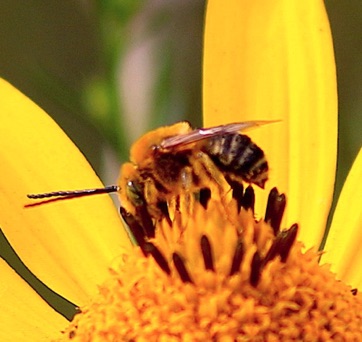 Long-horned Bee 911 Long-horned Bee 911
