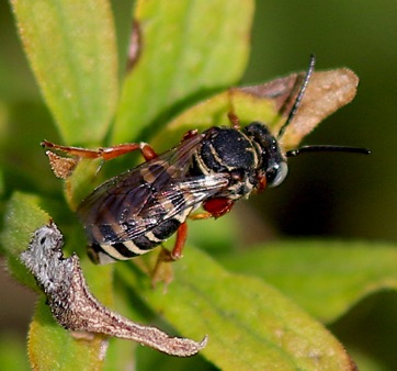 Sumac Cellophane Cuckoo Bee
E;peolus lectoides Sumac Cellophane Cuckoo Bee
E;peolus lectoides