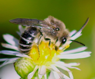 Cellophane bee
Colletes compactus Cellophane bee
Colletes compactus