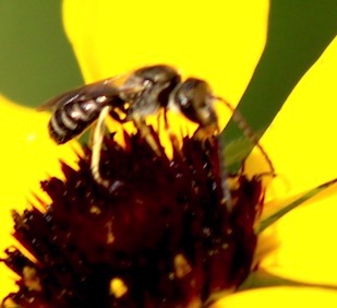 Confusing Metallic-Furrow Bee
Halibuts confuses Confusing Metallic-Furrow Bee
Halibuts confuses