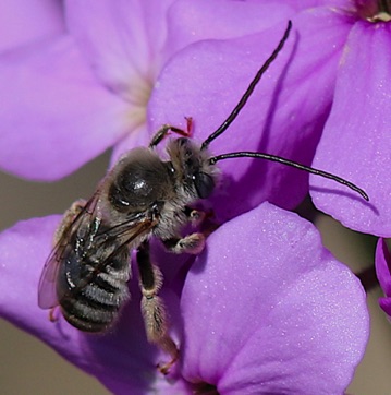 Long-horned Bee
Melissodes denticulata Long-horned Bee
Melissodes denticulata