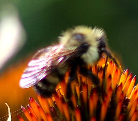 Northern Amber Bumble Bee
Bombus borealis Northern Amber Bumble Bee
Bombus borealis