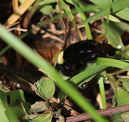 Bumble bee entering its nest Bumble bee entering its nest