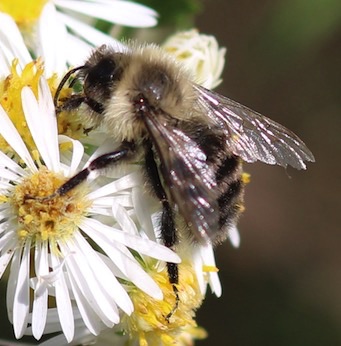Perplexing Bumble Bee
Bombus perplexus Perplexing Bumble Bee
Bombus perplexus