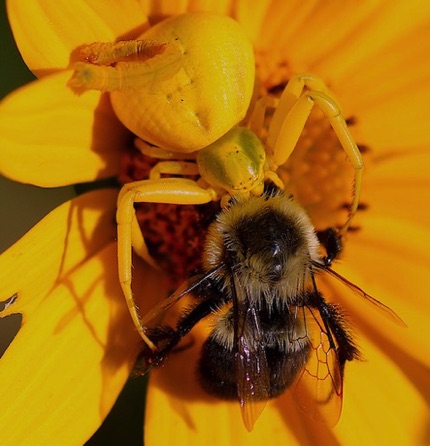 Goldenrod Spider feeding on
Common Eastern Bumble Bee Goldenrod Spider feeding on
Common Eastern Bumble Bee