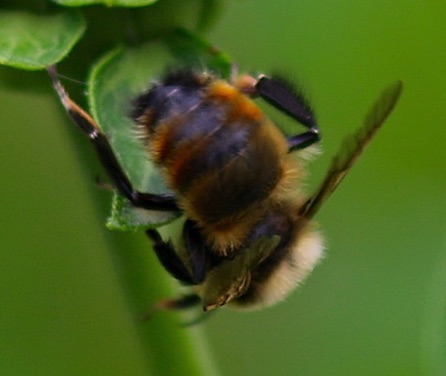 Red-belted Bumble Bee
Bombus rufocinctus Red-belted Bumble Bee
Bombus rufocinctus