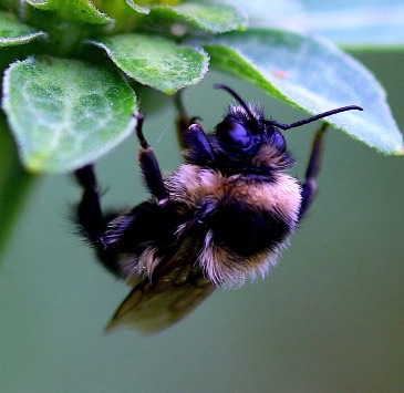 Lemon Cuckoo Bumble Bee
Bombus citrinus Lemon Cuckoo Bumble Bee
Bombus citrinus