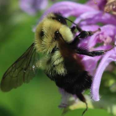 Two-spotted Bumble Bee
Bombus bimaculotus Two-spotted Bumble Bee
Bombus bimaculotus