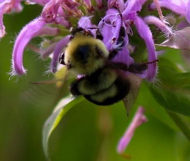 Two-spotted Bumble Bee
Bombus bimaculotus Two-spotted Bumble Bee
Bombus bimaculotus