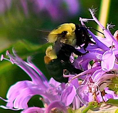 Brown-belted Bumble Bee
Bombus griseocollis Brown-belted Bumble Bee
Bombus griseocollis