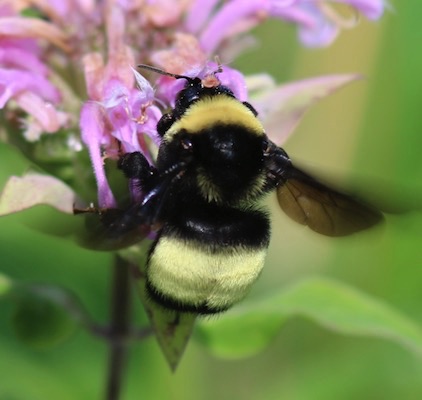 American Bumble Bee*
Bombus pensylvanicus American Bumble Bee*
Bombus pensylvanicus