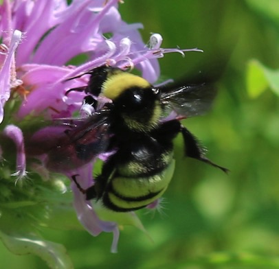 Black and Gold Bumble Bee
Bombus auricomus Black and Gold Bumble Bee
Bombus auricomus