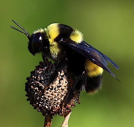 Black and Gold Bumble Bee*
Bombus auricomus Black and Gold Bumble Bee*
Bombus auricomus