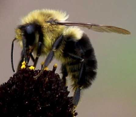 Eastern Common Bumble Bee
Bombus impatiens Eastern Common Bumble Bee
Bombus impatiens